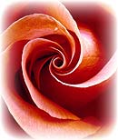 red rose picture